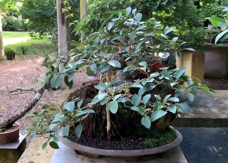 fig bonsai australian bonsai gallery