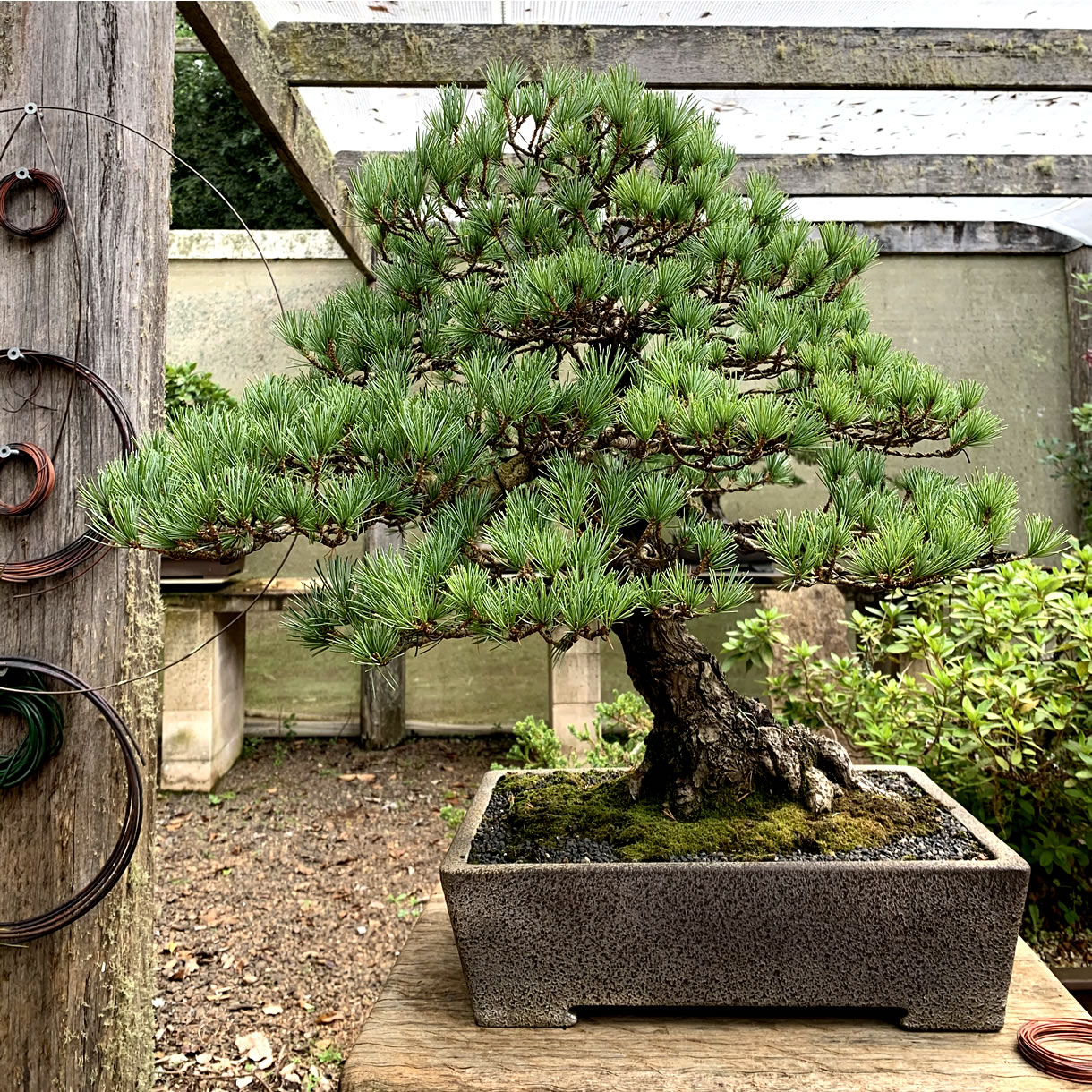 goyo matsu australian bonsai gallery 39