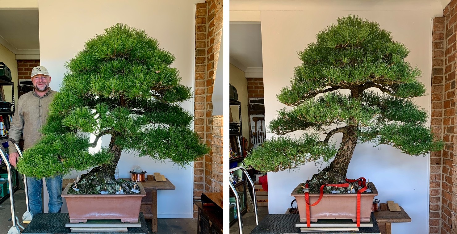 huge black pine winter work