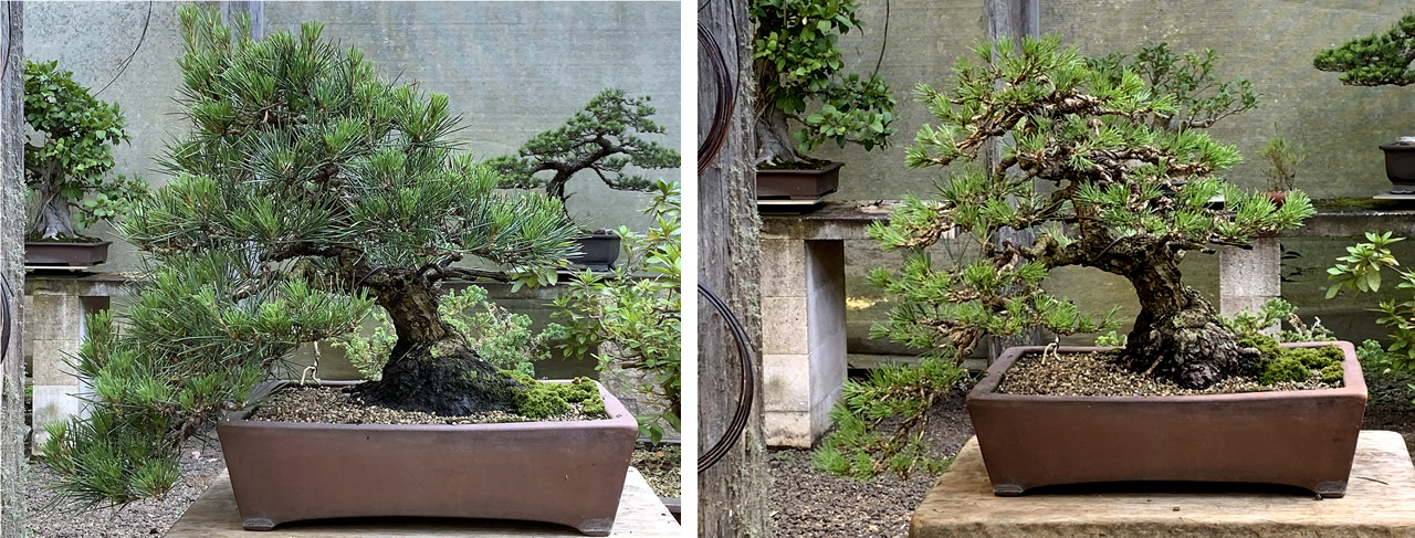 japanese black pine bonsai 34 before after 2020 04 22