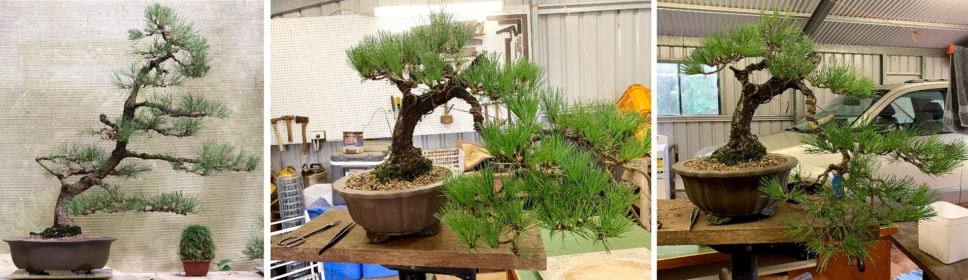 japanese black pine transformed