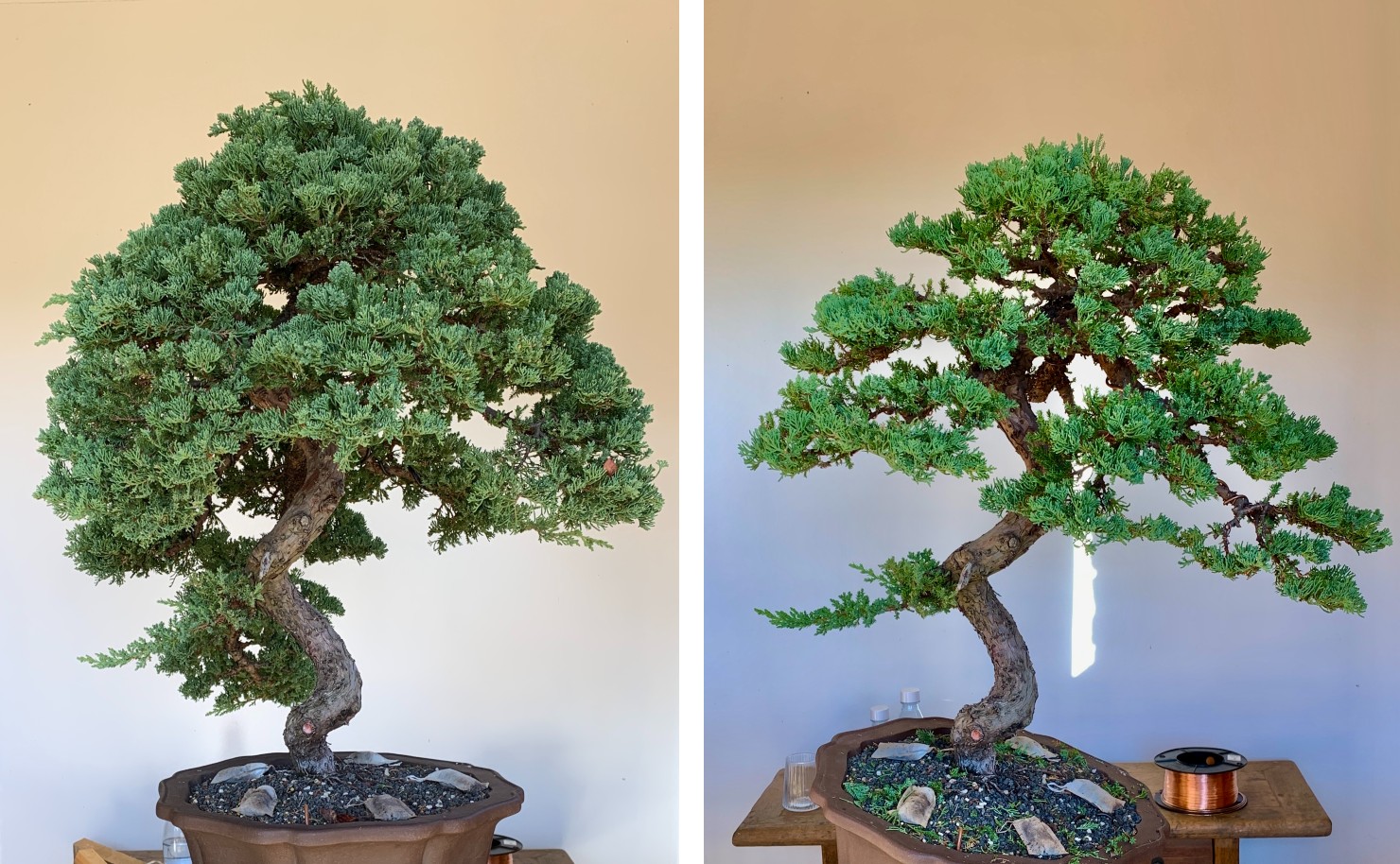 juniper 01