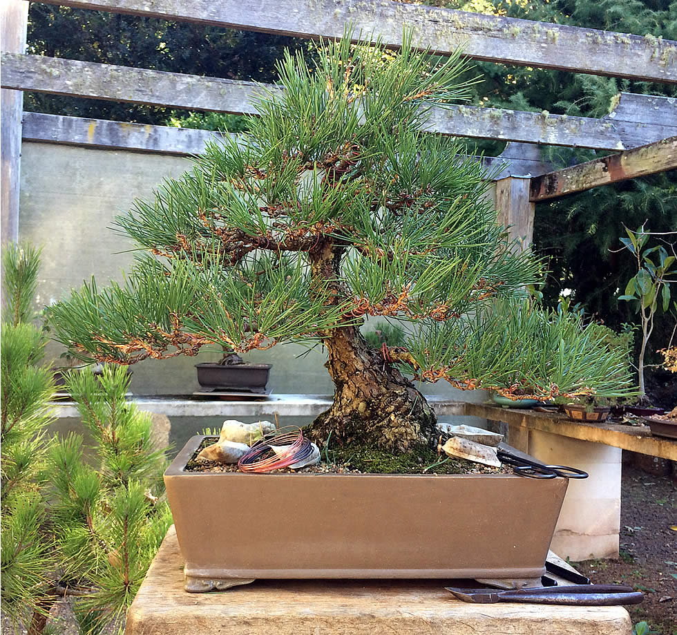 kuro matsu australian bonsai gallery 12 980