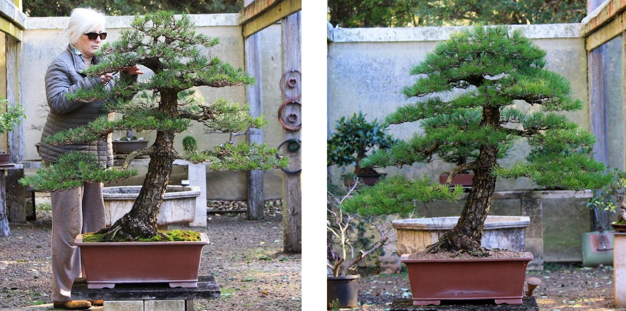 large japanese black pine australian bonsai 7 20 to 7 21