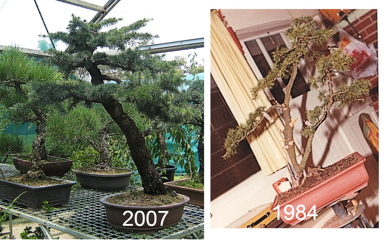 old atlantic cedar 2007 1984 bonsai gallery