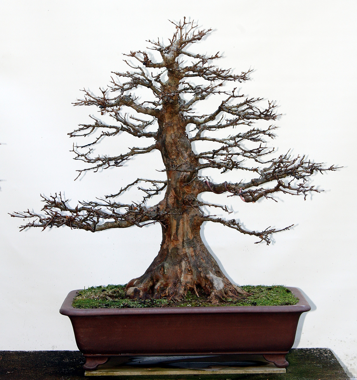 old trident maple bonsai gallery