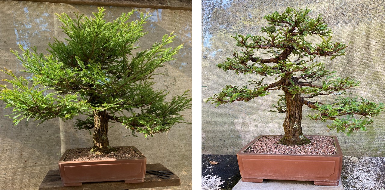 sequoia before after