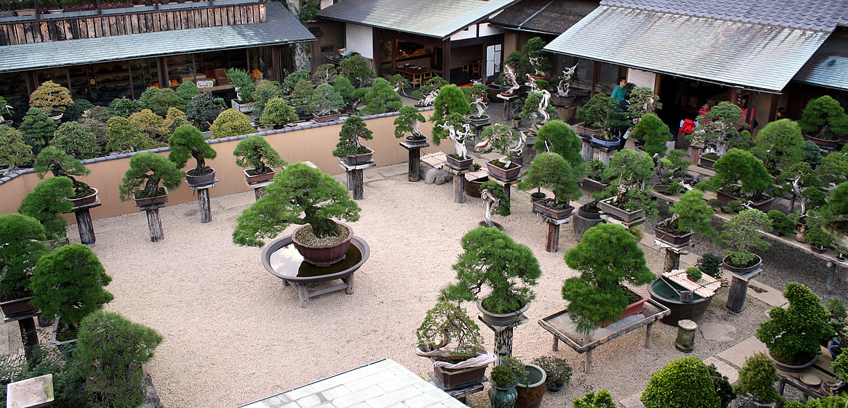 shunka en bonsai museum