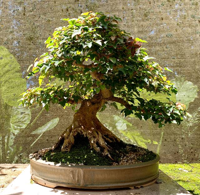 trident maple australian bonsai gallery