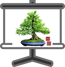 Slideshow art fo bonsai