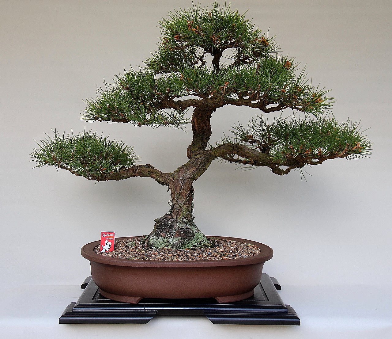 Ian Hearn Bonsai for Sale: IH-13 Japanese Black Pine