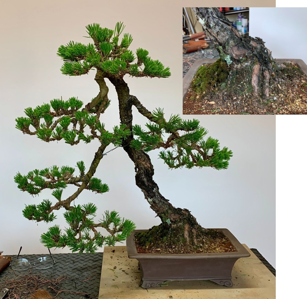 Black-pine-39-sale