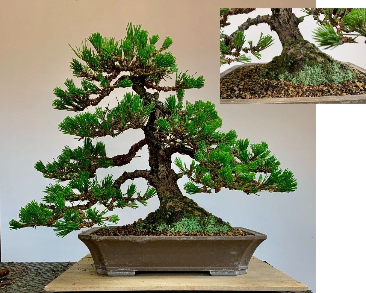Black-pine-40-sale