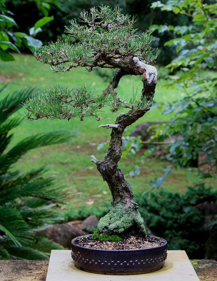 IH-16_Japanese-Black-Pine-02