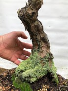 IH-16_Japanese-Black-Pine-nebari