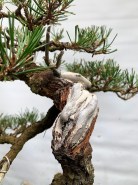 IH-16_Japanese-Black-Pine-shari