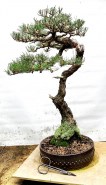 IH-16_Japanese-Black-Pine