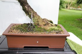 IH-19_Japanese-black-pine-nebari