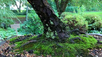 IH-20_Japanese-black-pine-nebari