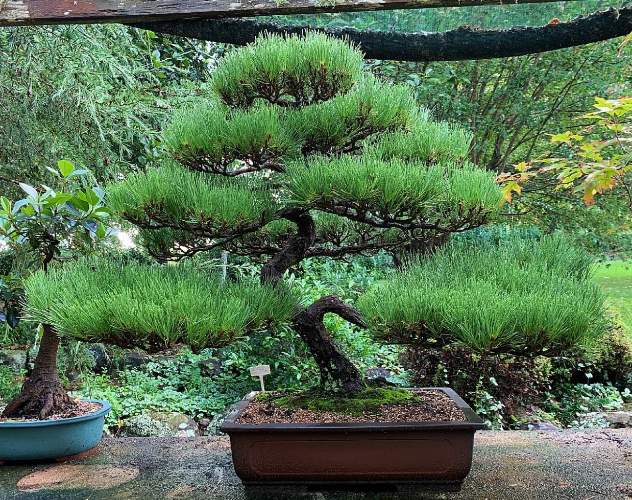 IH-20_Japanese-black-pine
