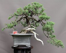 IH-6_juniperus-procumbins