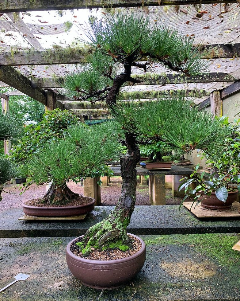 Japanese-black-pine-17-front