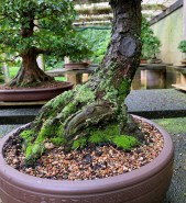 Japanese-black-pine-17-nebari