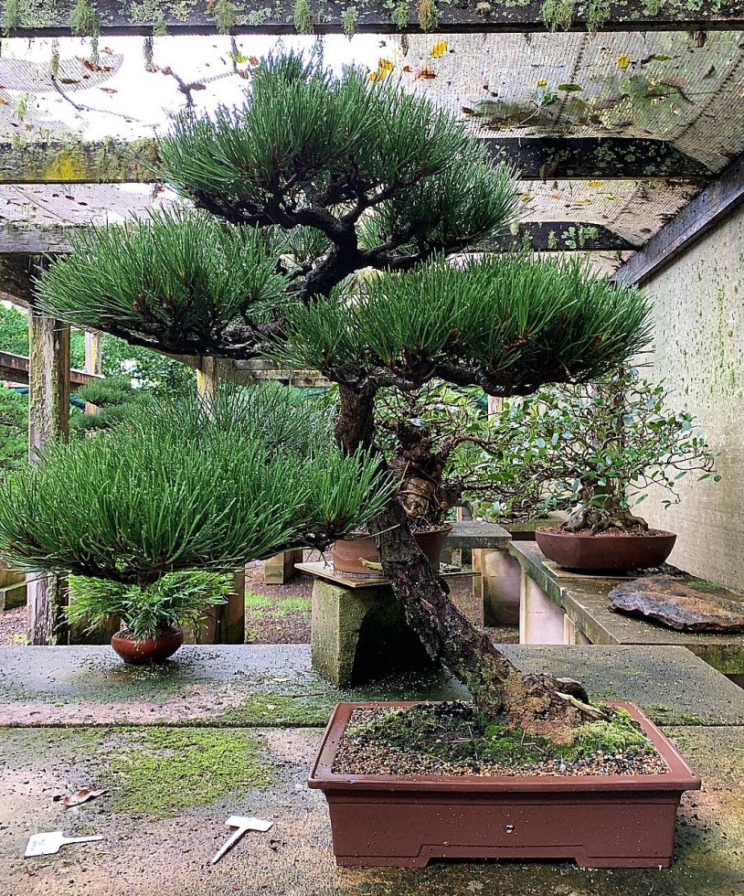 Japanese-black-pine-19-front