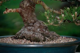 Japanese-black-pine-38-nebari