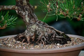 Japanese-black-pine-39-nebari
