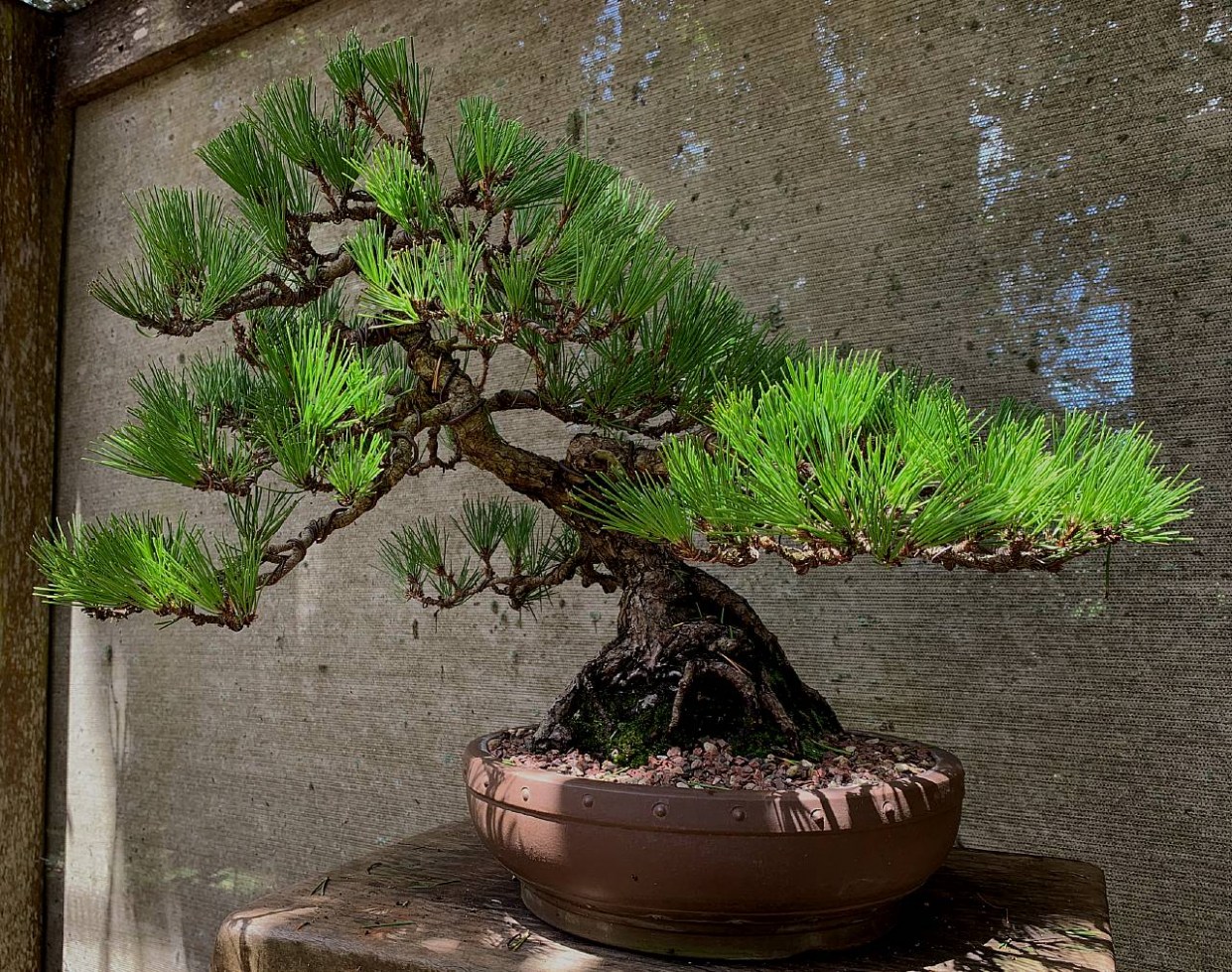 Japanese-black-pine-41-front
