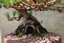 Japanese-black-pine-41-nebari
