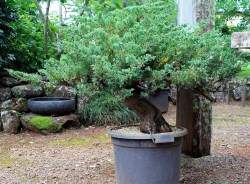 juniperus-procumbins-bonsai-stock-02