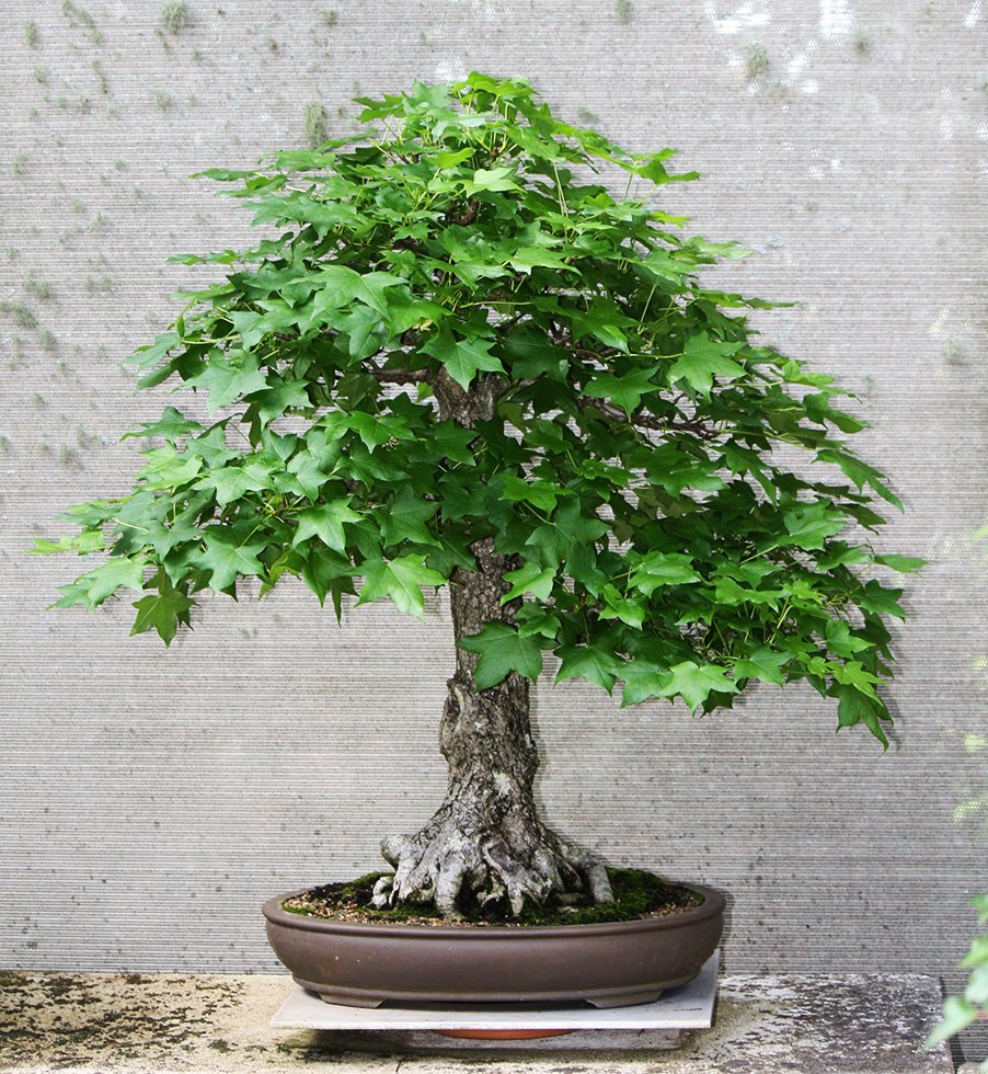 liquidamber-01-10-2019