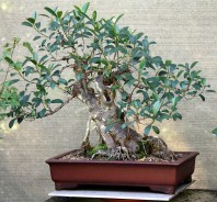 sakura-bonsai-gallery-ficus-rubiginosa-01
