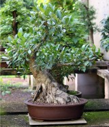 sakura-bonsai-gallery-ficus-rubiginosa-02