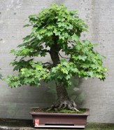 sakura-bonsai-gallery-liquidamber-02