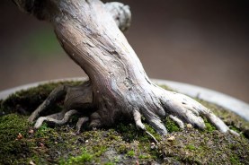sakura-bonsai-gallery-procumbins-01-nebari