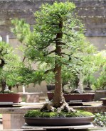 sakura-bonsai-gallery-swamp-cypress-01