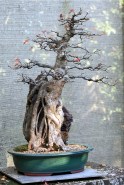 Trident Maple late autumn
