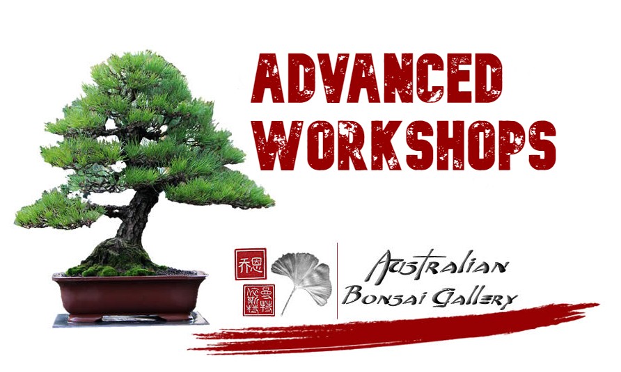 australian bonsai gallery advanced workshops