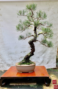 alocasuarina-australian-bonsai-gallery