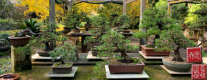 australian-bonsai-gallery-autumn-pines