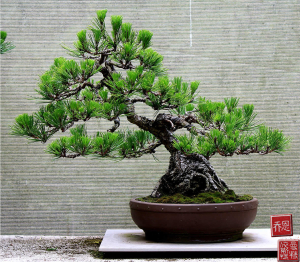 australian-bonsai-gallery-kuromatsu-02a