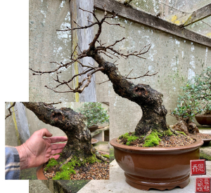 bonsai-english-oak-2021-06-25