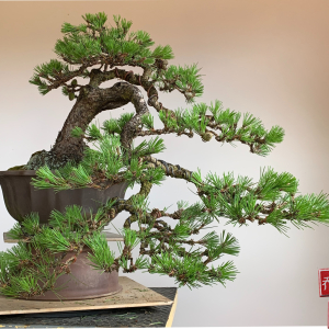 Japanese Black Pine - cascade