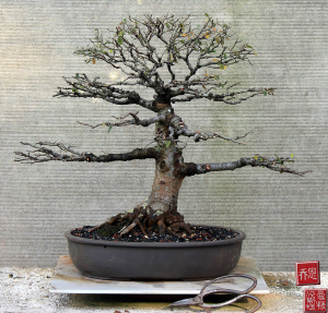chinese-elm-01-australian-bonsai-gallery