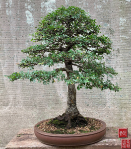 chinese-elm-04a