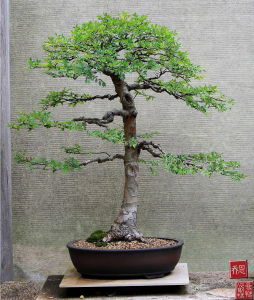 chinese-elm-bonsai-08