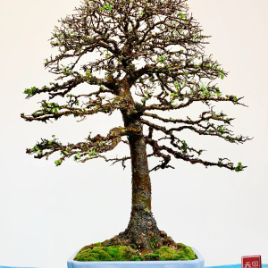 Chinese elm bonsai - yamafusa pot